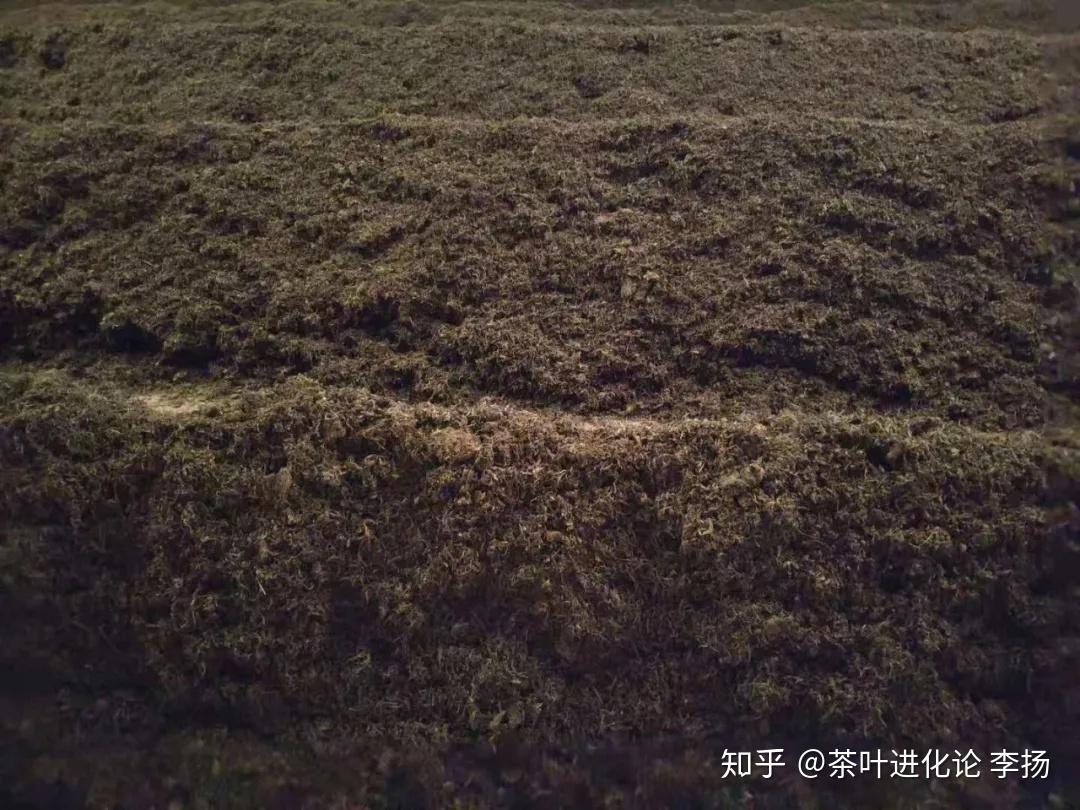 安化黑茶跟普洱熟茶到底有什么差