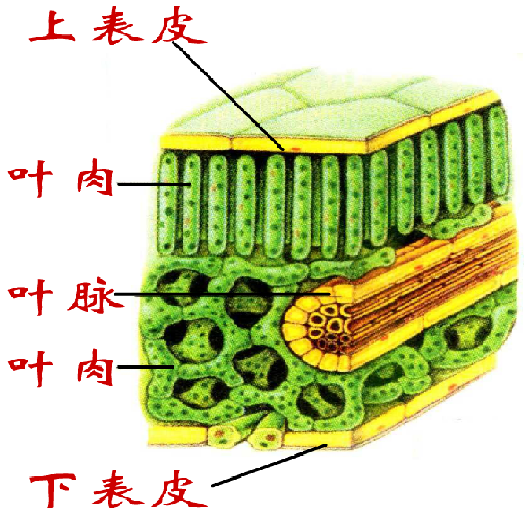 杭州初中科学学什么 七上植物结构层次 知乎