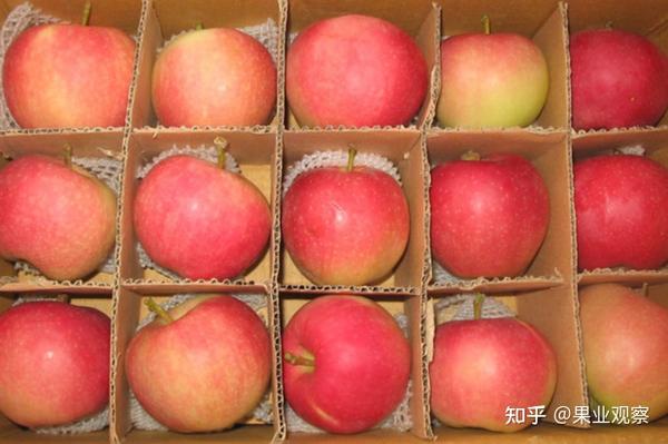 嘎啦苹果还能“活”多久? - 知乎