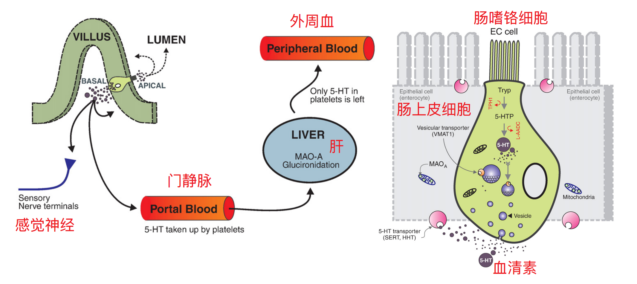 腸血清素肥胖與肝脂肪變性