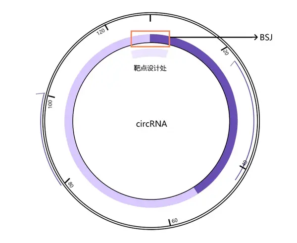 睡 不 着 数 Rna 呀 上 知乎