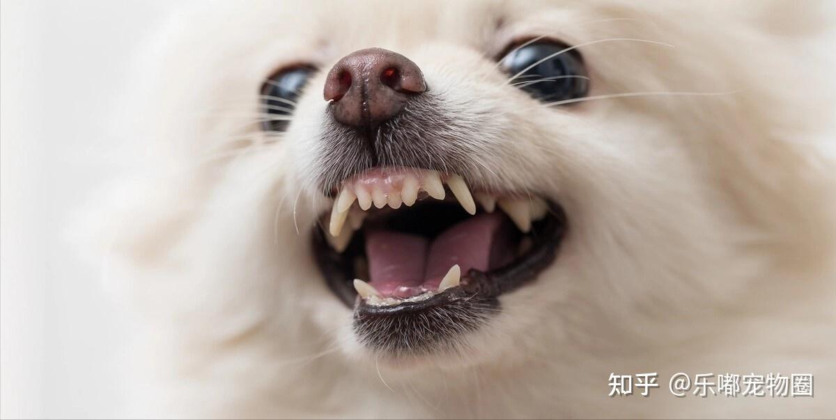 吾家有狗初长成，张嘴一看牙不行！ - 知乎