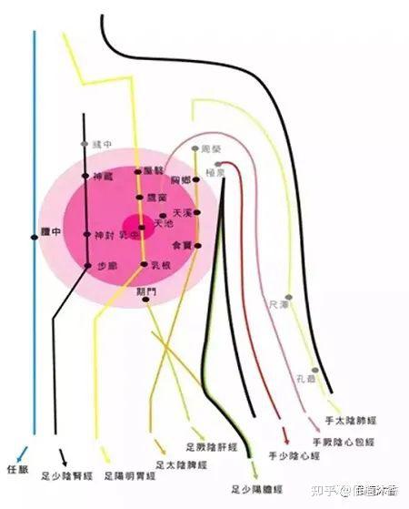 根據胸部經絡走向調理胸部的困擾