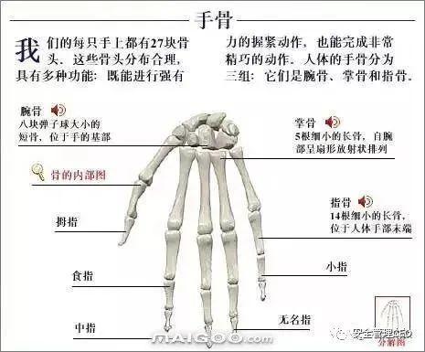 人体骨骼结构图 - 知乎