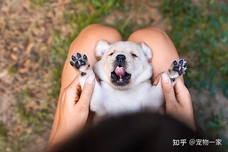 经常“摸狗爪”,在狗狗眼里,是这些想法 - 知乎