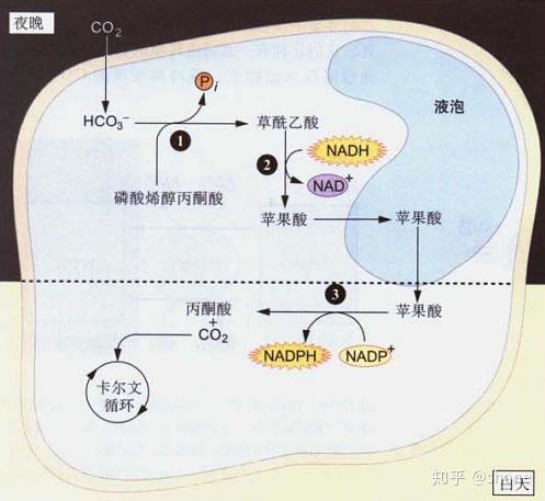 液泡的形成,液泡,大液泡_大山谷图库