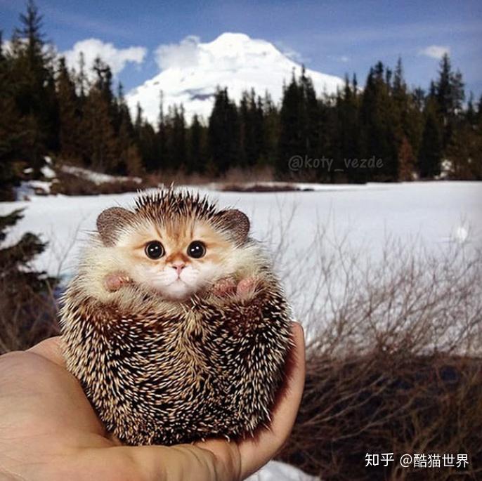 "刺猬猫",两个萌物合体,超萌!超可爱!