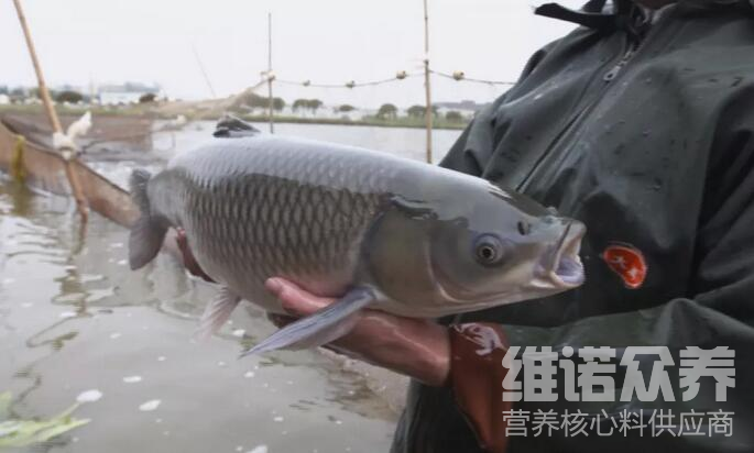 脆皖鱼是用什么喂养的?脆皖鱼饲料配方 - 知乎