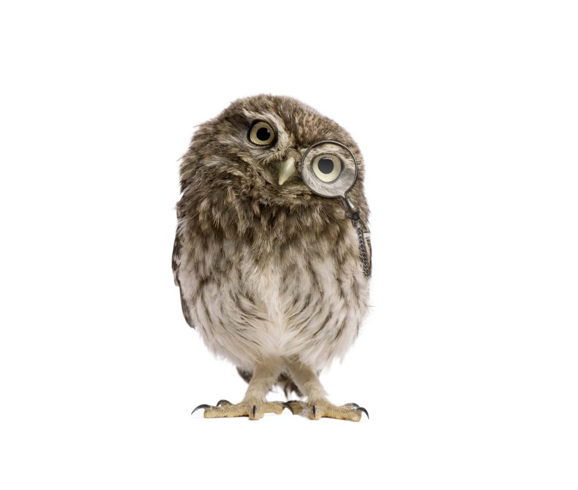 intp猫头鹰的另类与纯真