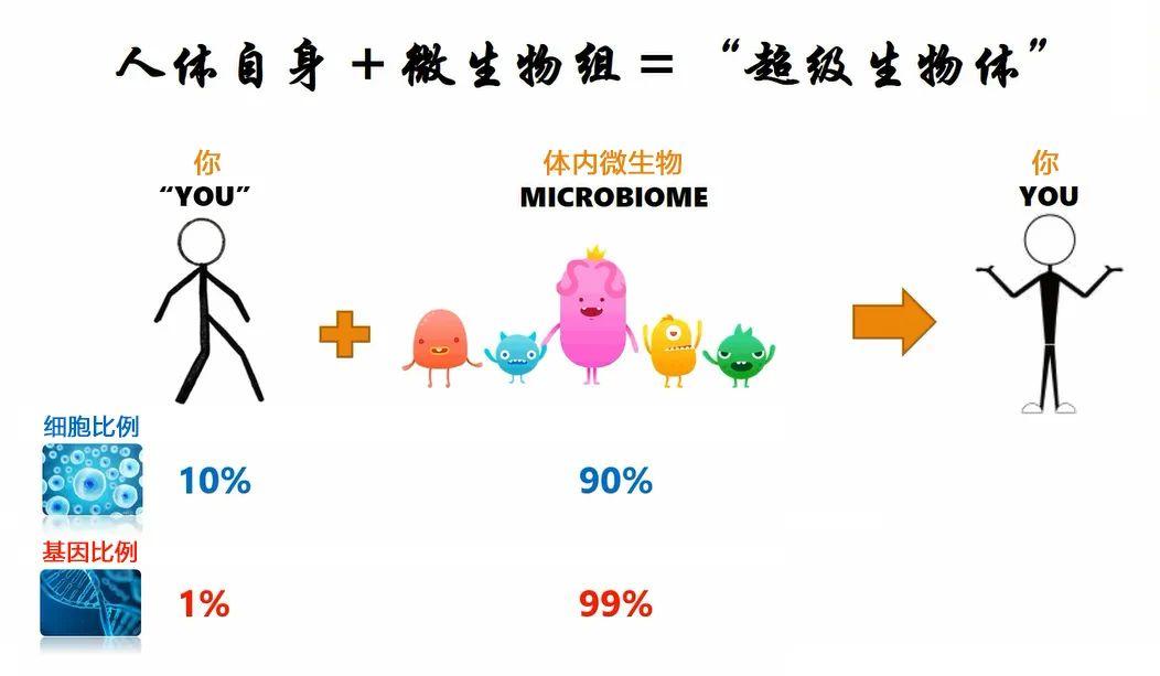 什么是肠道菌群?