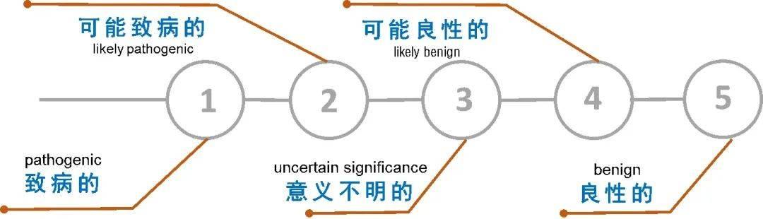 怎樣看懂一份基因檢測報告給胚系突變分個類