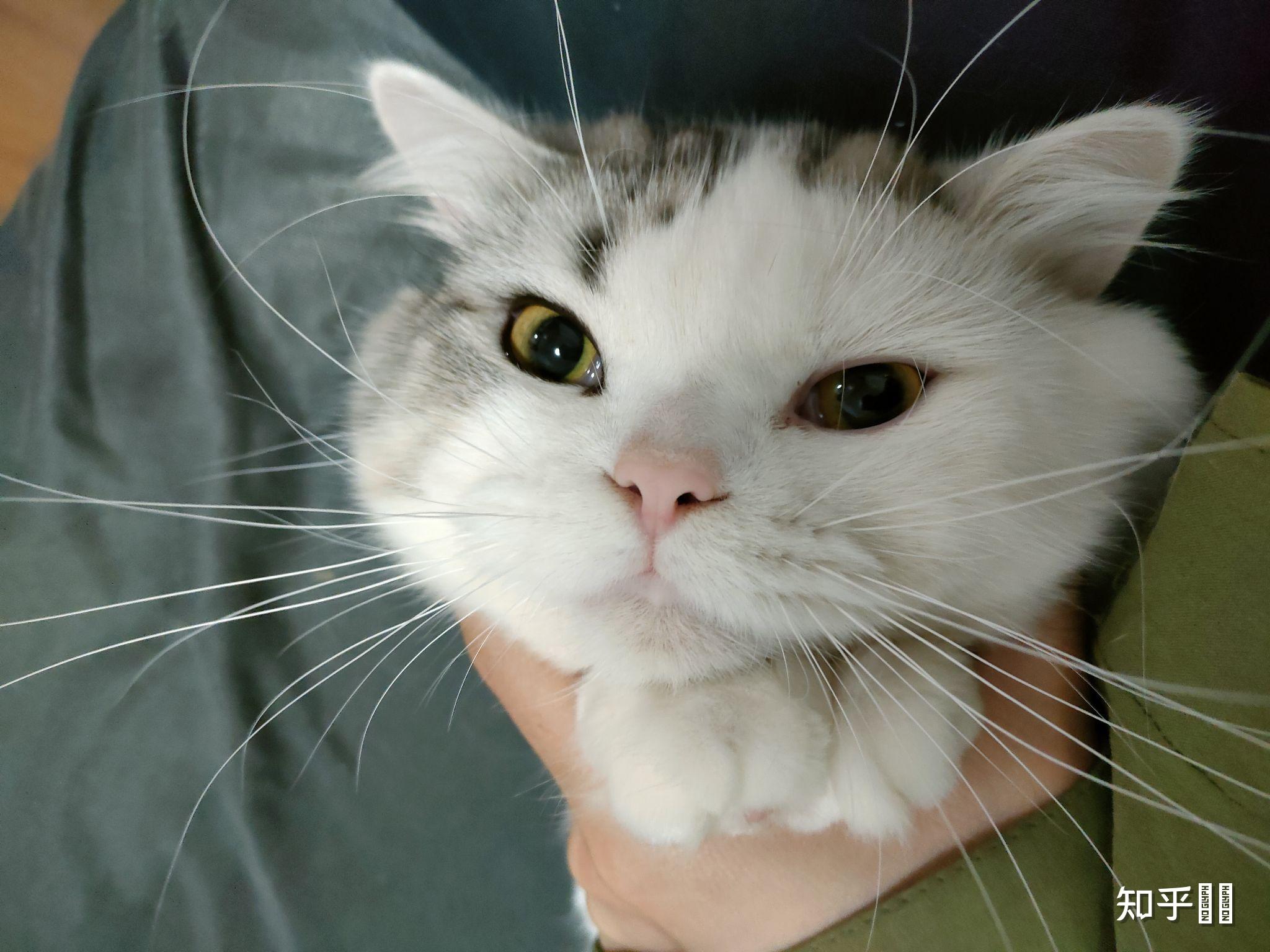 美短返祖长毛猫有人买吗