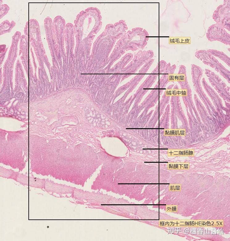 依次为:食管,胃底,胃底腺,肠绒毛,十二指肠,结肠,人肝,人胰