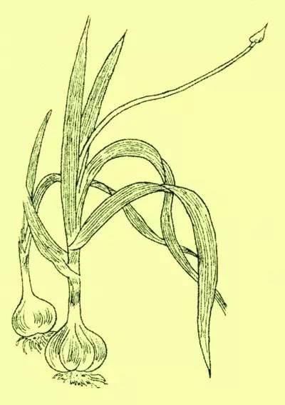 《五味》汪曾祺——葵薤