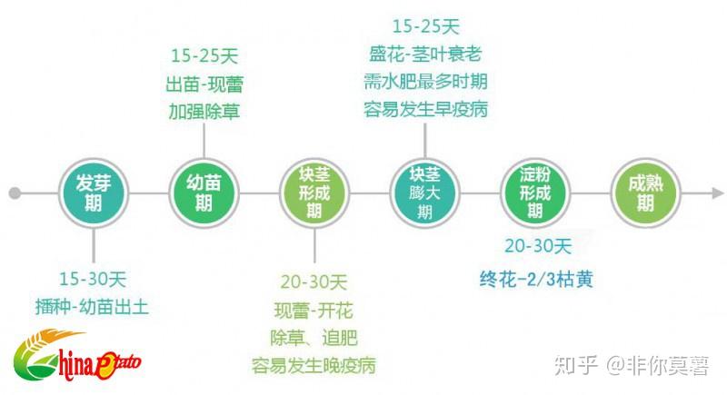 马铃薯生长生育期分哪几个阶段