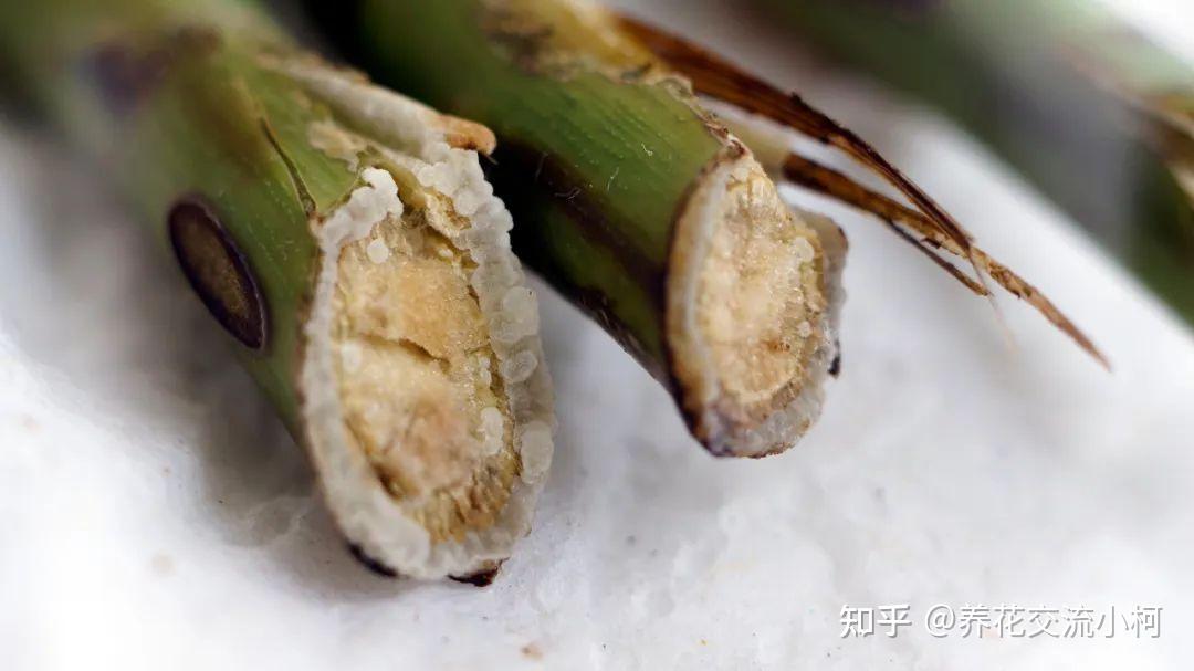 生根粉和生根剂有啥区别?普通花友该怎么选? - 知乎