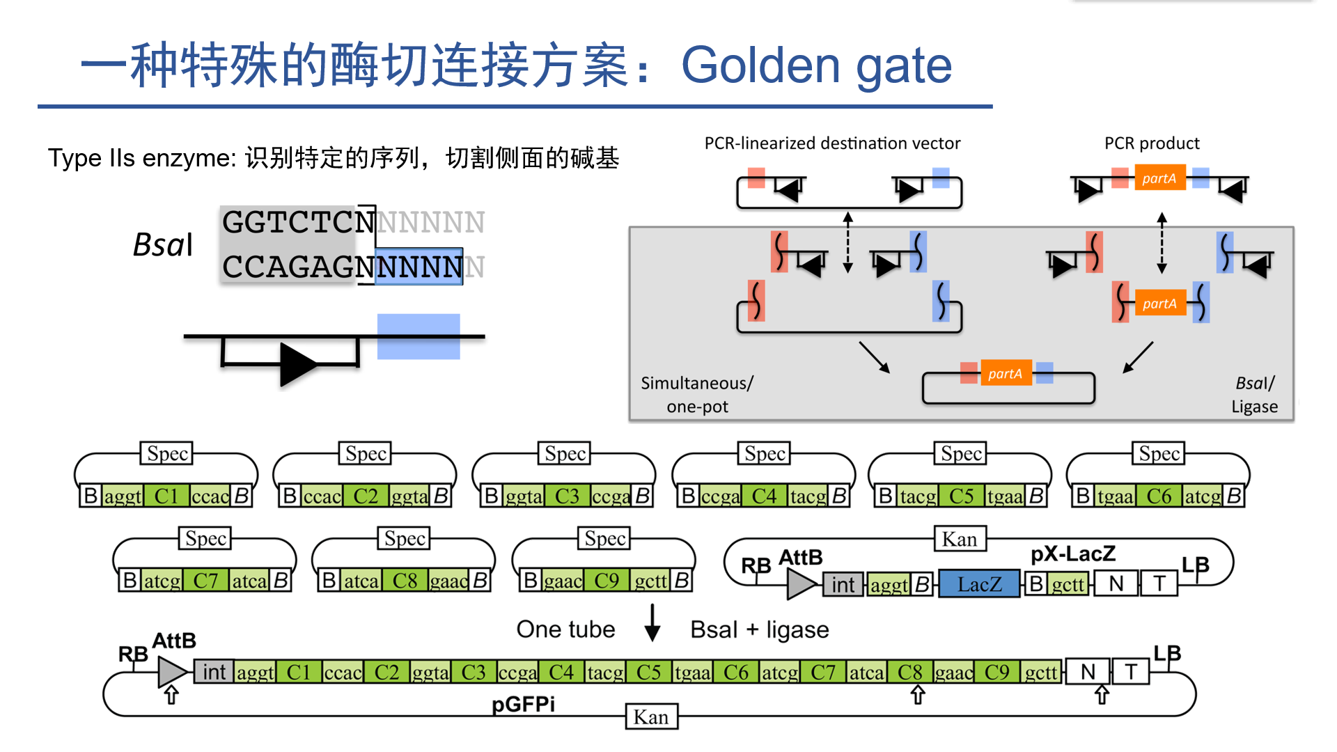 分子克隆原理与案例一