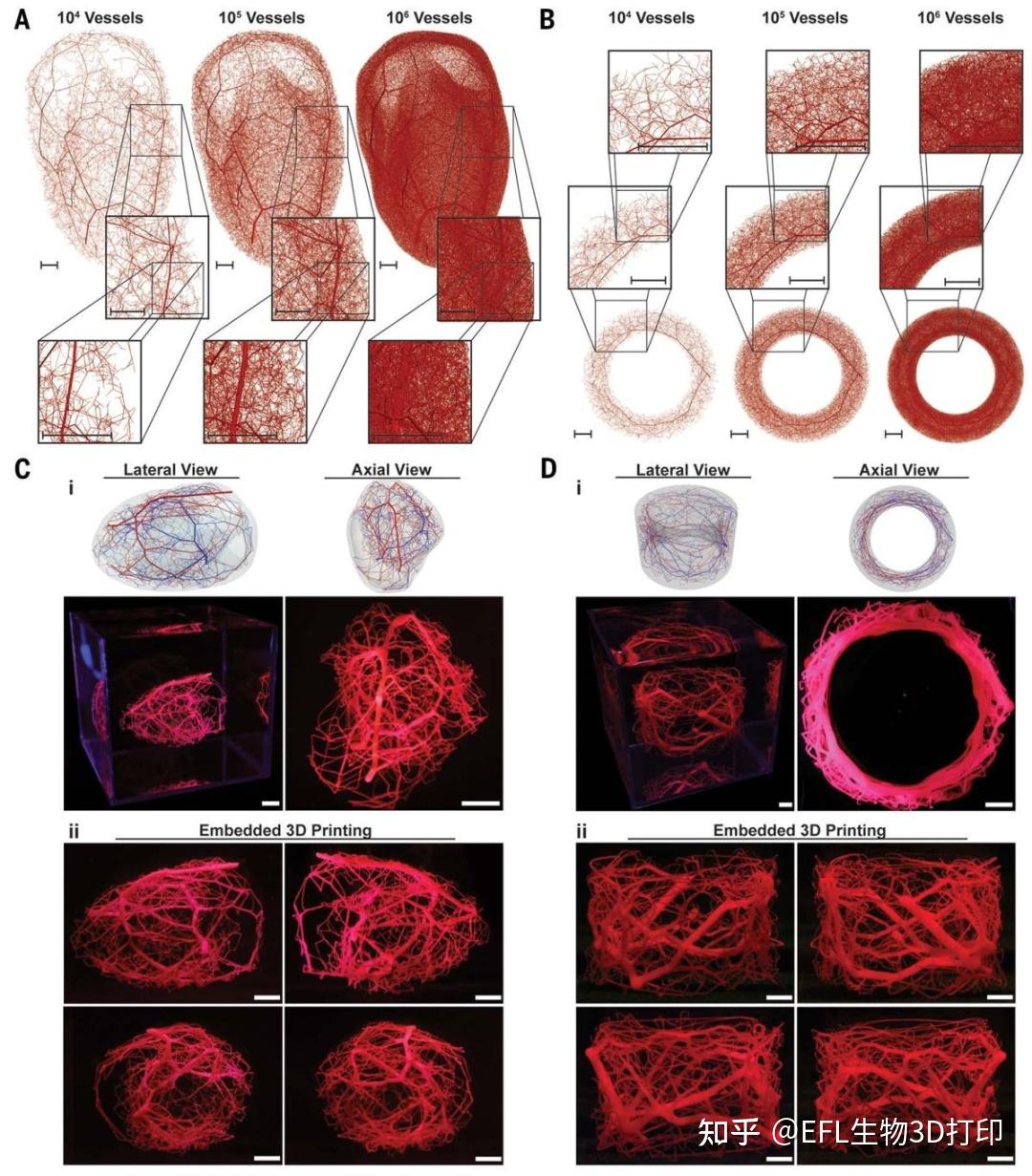 3D打印6月最新Science:心脏血管网络快速成型技术 - 知乎