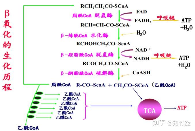 生物化学高频考点(四十一)之脂肪酸的氧化内容及思维导图