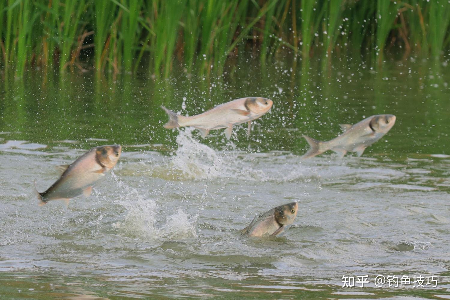 鲢鳙进窝吃饵的4个规律,钓鲢鳙时大幅提高中鱼率 - 知乎