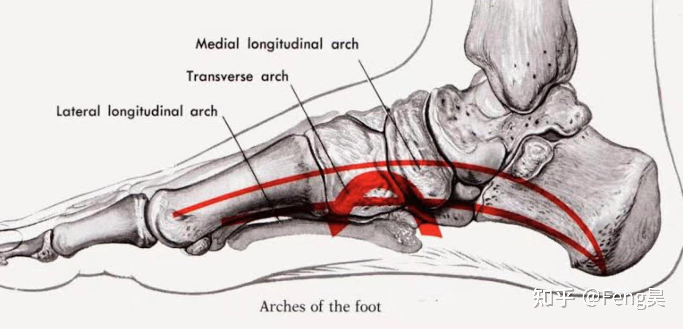 从脚的内侧看,从脚跟到脚趾的地方有六块大骨头:跟骨,距骨,舟骨,楔骨