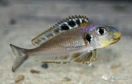 坦湖底栖鱼类图鉴大全