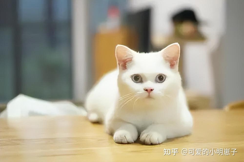 开猫舍需要准备什么证件吗 - 知乎