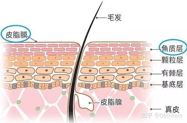 为啥一到春秋换季,皮肤就容易起皮爆皮,红敏刺痛? - 知乎