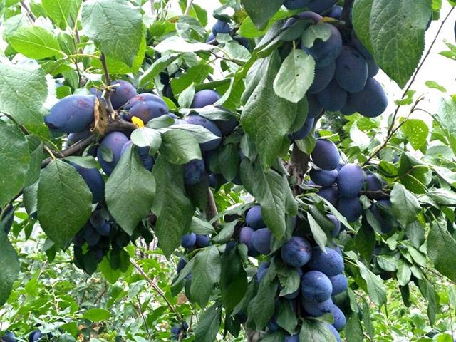 果树西梅果实膨大需要什么肥料壮果肥上什么肥好西梅膨大增产肥料金泰