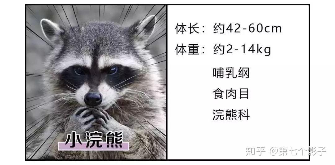 你知道怎么区分小熊猫与小浣熊吗?