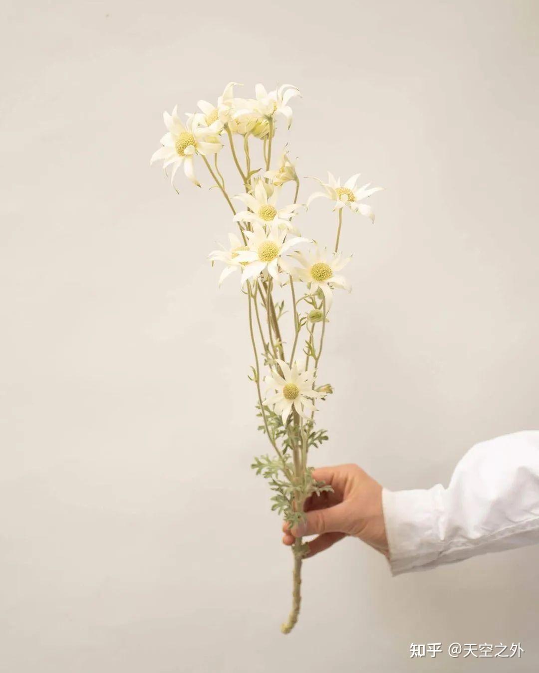 带你识花——法绒花 - 知乎