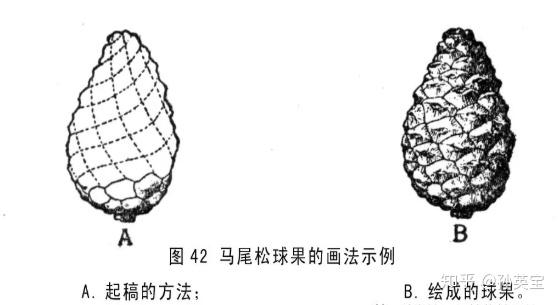 科学绘画裸子植物的家族成员之松科