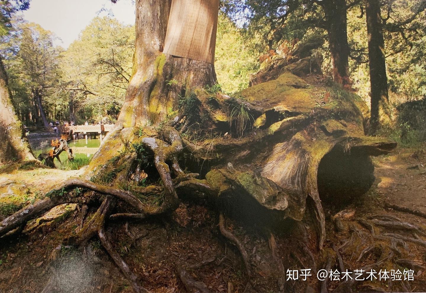 桧木艺术体验馆-玥瑞祥之桧木的商用价值: - 知乎
