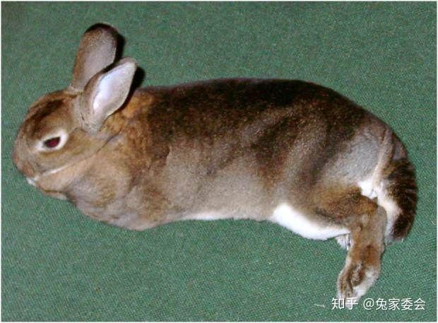 翻译健康兔子的胸部和腹部的x光图