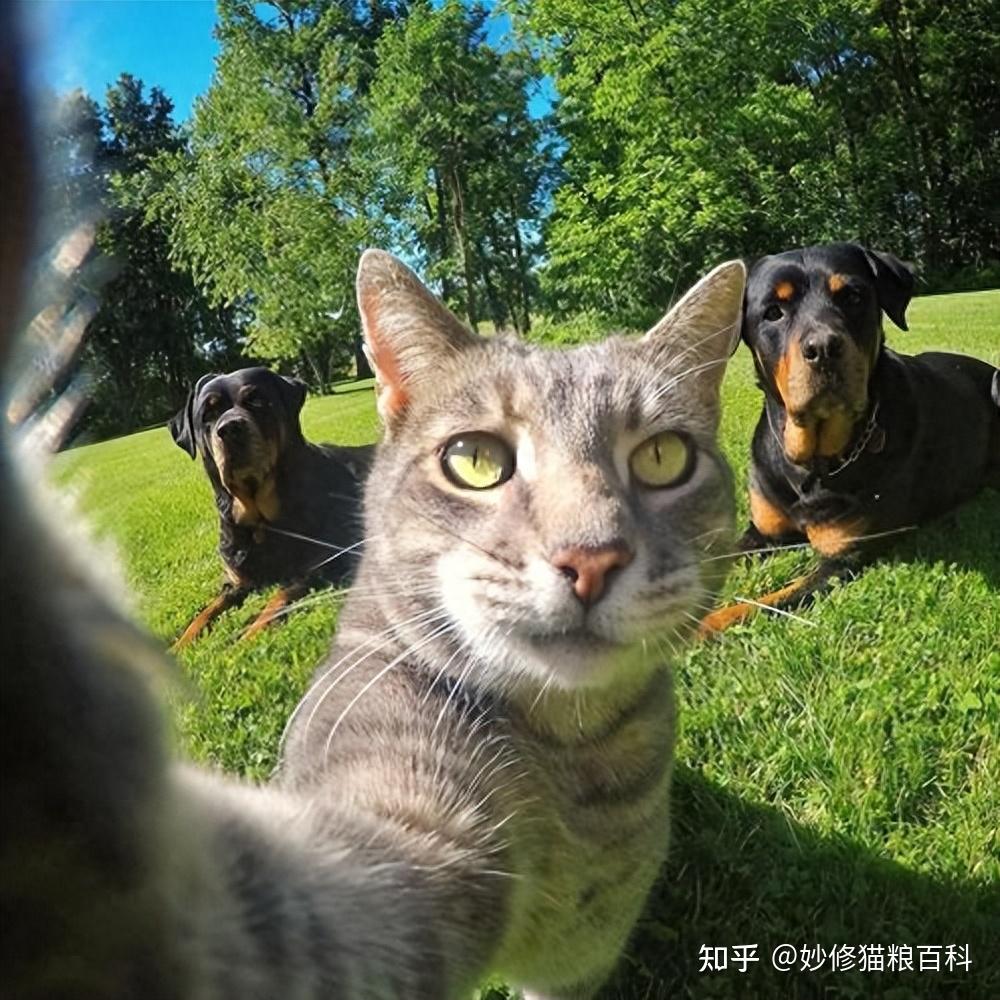 不怕告诉你,我养猫后有这些“神奇现象”! - 知乎