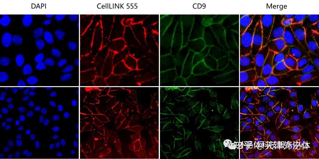 如何正确的进行免疫荧光——CellLINK - 知乎