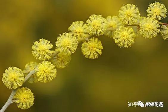 花語:稍縱即逝的快樂鴨皂樹皮,刺球花別名:刺球花,消息樹,臭刺,黃花