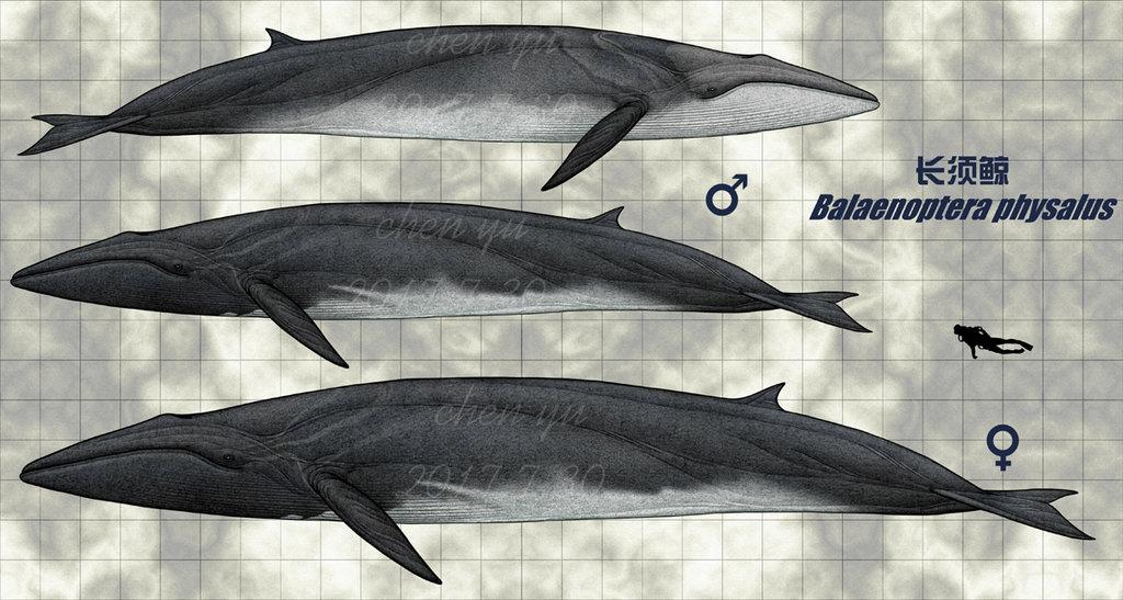 现生水生哺乳动物拉丁文英文中文对照名录②须鲸亚目
