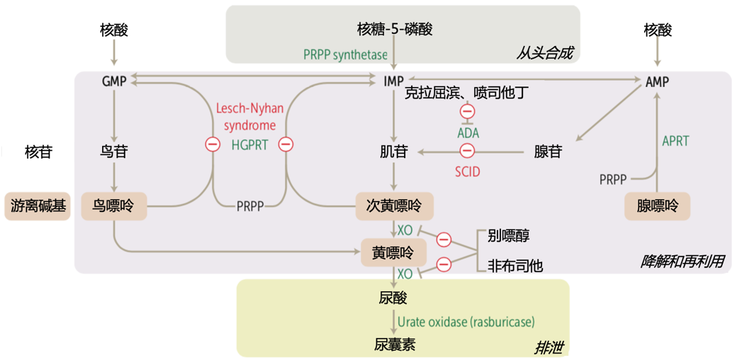 嘌呤合成途径上的物质,可能具有两项重要生理意义:烟酰胺相关代谢产物
