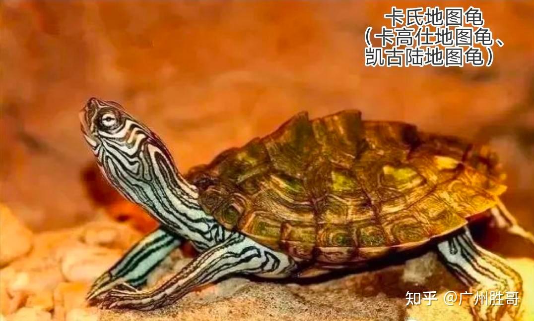 地图龟是龟界的哈士奇，也是适合新手饲养的观赏龟，地图龟有13种 - 知乎