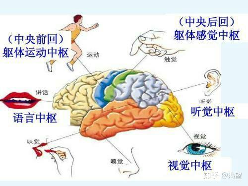 注意了 注意了 神经中枢和中枢不一样 知乎