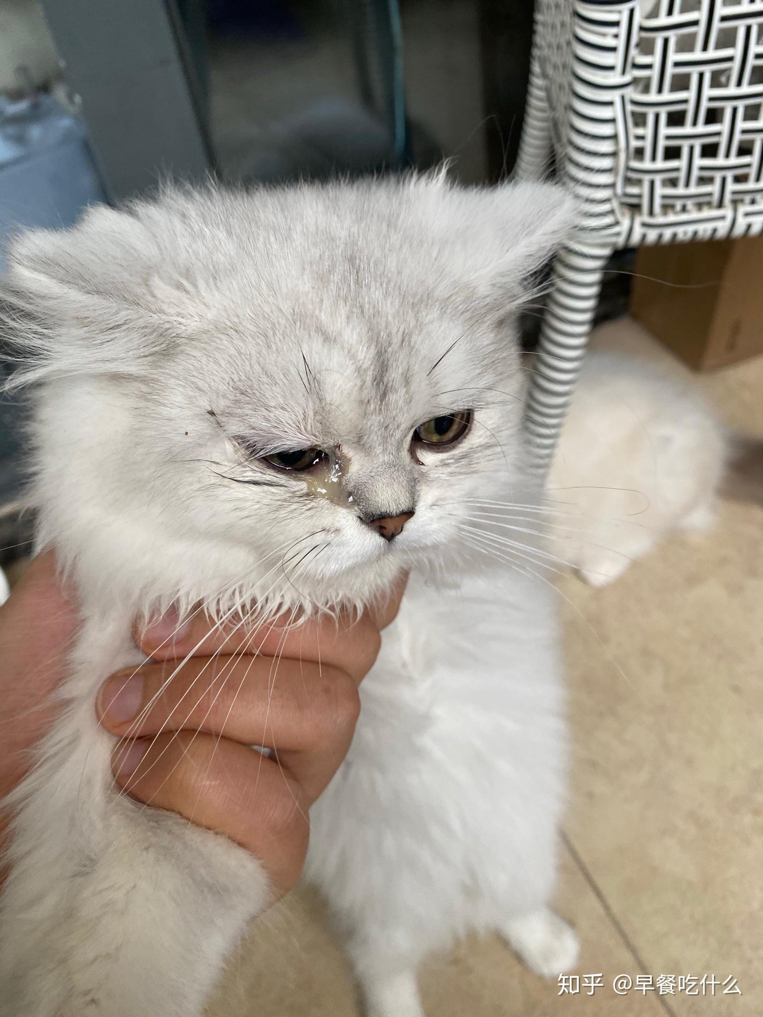 曝光一个东北卖病猫的骗子无良商家