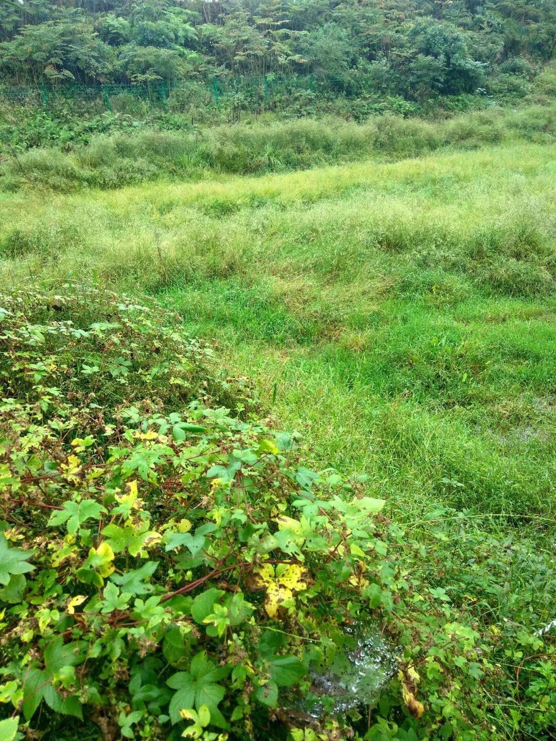 农村出现大量荒废的田地