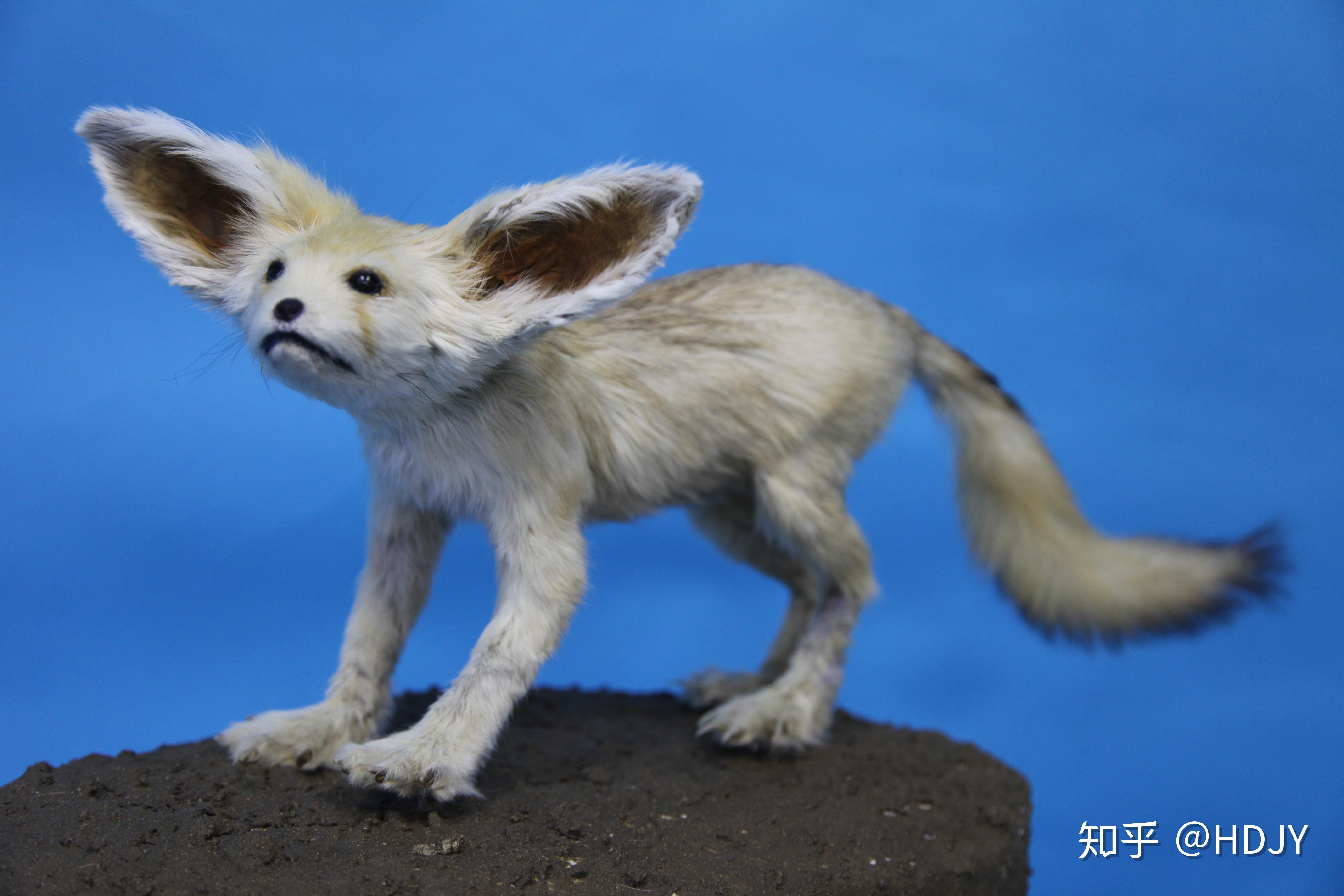 世界上最小最让人宠爱的狐狸耳廓狐