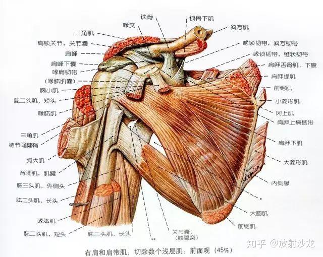 肩胛是哪个部位图解图片