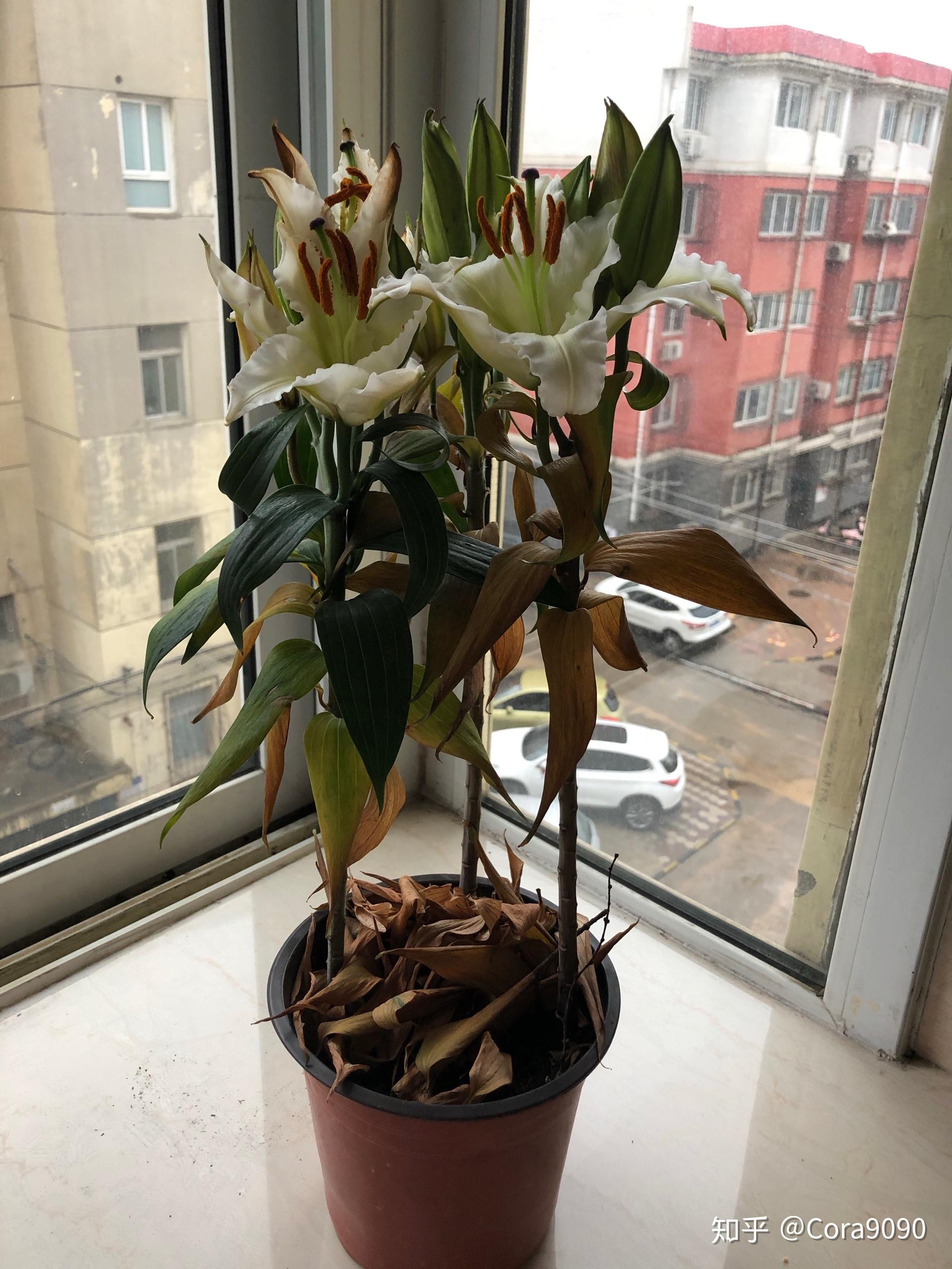 急求—百合花叶子黄了怎么办?