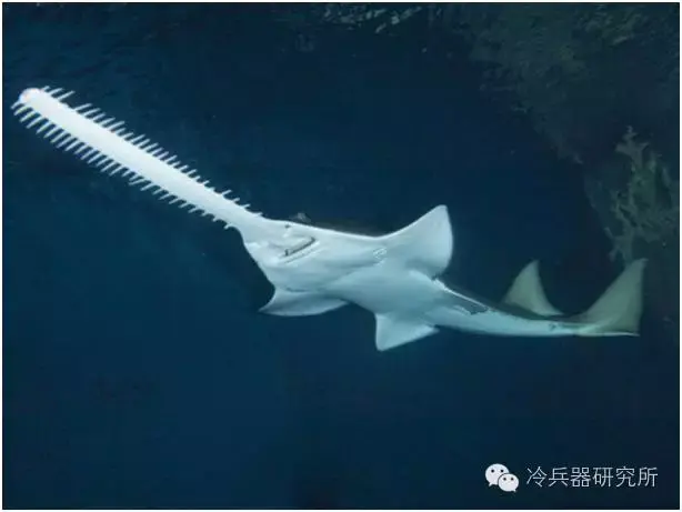 明朝皇帝御用来自白垩纪的鱼骨剑