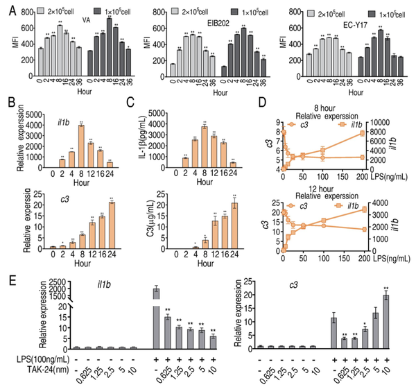 PLOS Pathogens丨琥珀酸和肌苷协调对细菌感染的先天免疫反应 知乎