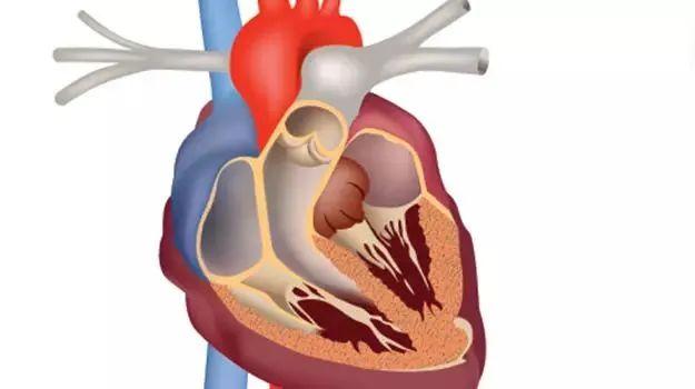 何时该考虑生物瓣?听听中华医学会的建议