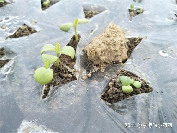 在2017年2月20日,京博农化技术人员在走访下坪西瓜种植户时,遇到了